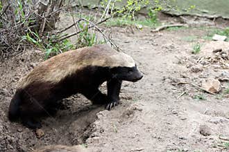 Honey Badger