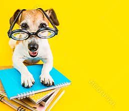 Happy smiling back to school dog on yellow background