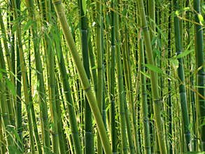 Green Bamboo Forest