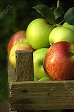 Organic apples