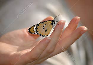 Butterfly on hand