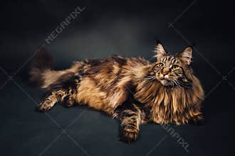 Maine Coon cat on black background