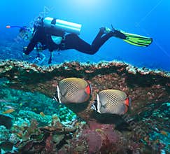 Diver and Angelfishes