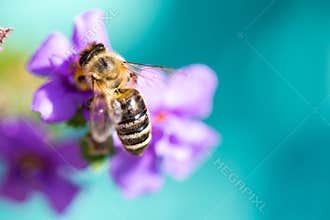 Bee on the flower. Small useful insect is working and making honey. Honeybee with wing on the blossom. Spring at countryside of me