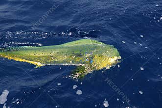 Dorado colorful fish sport saltwater