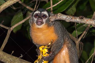 Azara`s night monkey