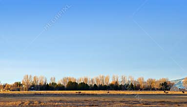 Line of Trees on the Horizon
