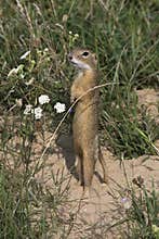 European ground squirrel / Spermophilus citellus