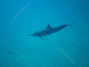 Underwater dolphin