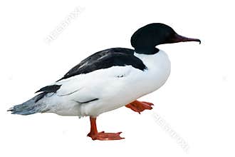 Isolated black and white seabird