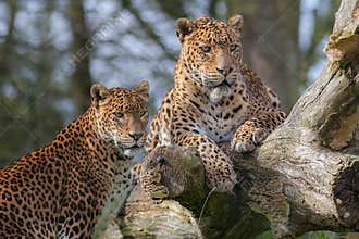 Sri Lankan leopards. Beautiful big cat animal or safari wildlife