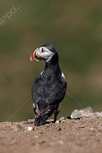 An Atlantic puffin on the edge of a cliff