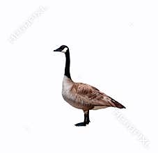 Canadian goose close up