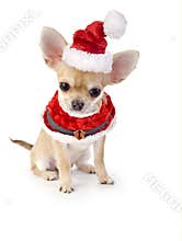 Cute Chihuahua puppy with Santa costume
