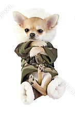 Amusing Chihuahua puppy dressed in khaki jumpsuit