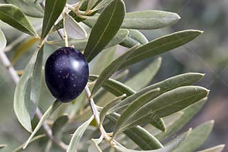 Olive in Tree - Black