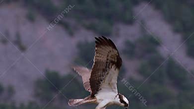 Osprey, pandion haliaetus, panoramic and still while feeding on trout on a branch in the cairngorm national park, scotland during