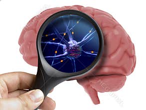 Magnifying glass on human 3d brain neurons activity isolated