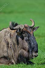 Portrait of Common Wildebeest Connochaetes Alcelaphine Bovidae l