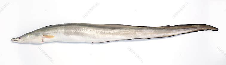 Eel