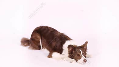 Lovely Border Collie dog performs the command bow