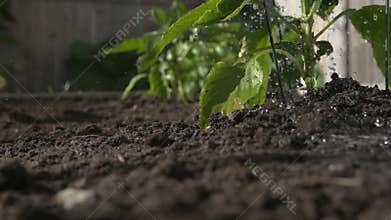Watering green pepper plant in a garden, slow motion, ground level. Urban gardening.