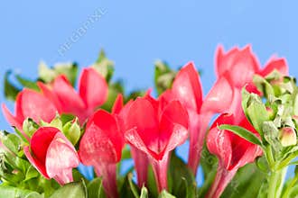 Beautiful red bouvardia flower isolated on blue background