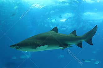 Shark