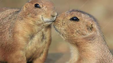 Prairie dogs nuzzle momentarily and then one gets up and moves away