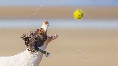 Pet dog catching a ball