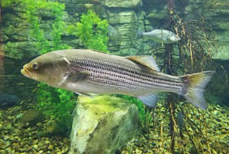 A big striped bass swimming inside an aquarium