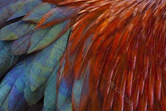 Rooster Feathers