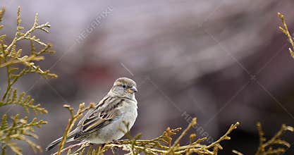 Female of small beautiful bird house sparrow