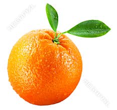 Wet orange fruit with leaves isolated on white