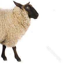 Sheep