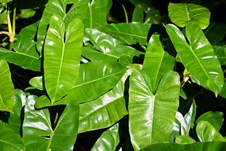 Beautiful leaves of Philodendron Burle Marx, a tropical plant