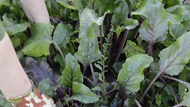 The farmer collects beets. Large beetroot crops. Autumn harvest of vegetables