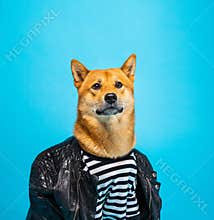 Adorable dog shiba inu with long neck and good posture
