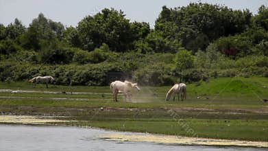Camargue horses