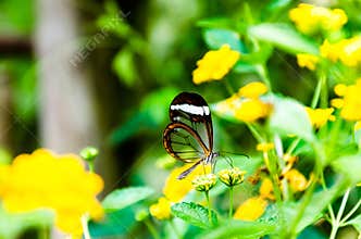 Glass or mirrored butterfly, transparent Greta Oto, lepidopteron