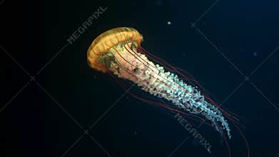 Sea northern nettle jellyfish swims in West Coast dark ocean water. Amazing nature background of chrysaora melanaster