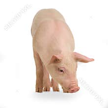 Pig