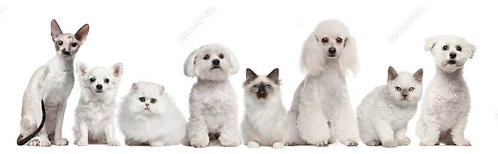 Group of dogs and cats sitting in front of white