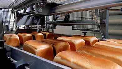 Loafs of bread in a bakery on an automated conveyor belt