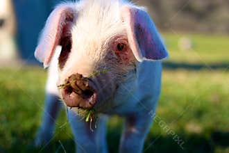 Piglet