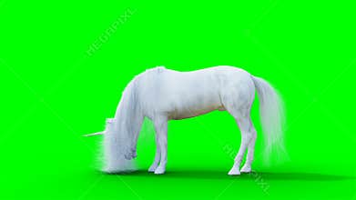 standing white magical unicorn. Green screen realistic animation.