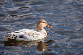 Leucistic albino white female mallard duck in the water