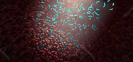 Bacteria as part of the intestinal microbiome in the digestive tract