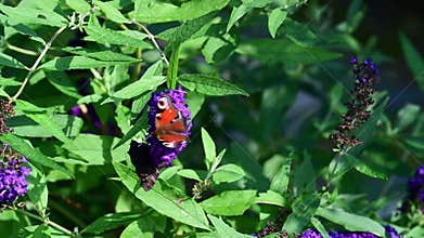 Two peacock butterflies - aglais io - on flowering blue butterflybush - Buddleja davidii - in garden.