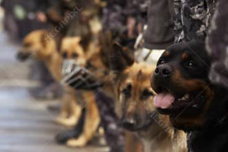 Working dogs